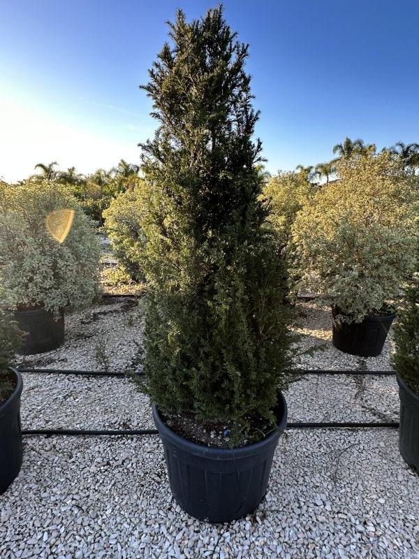 TAXUS BACCATA