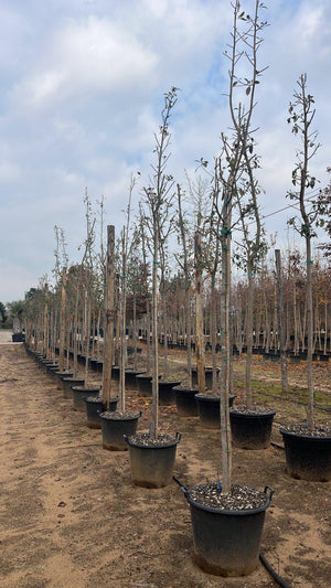 LAGUNARIA PATERSONII