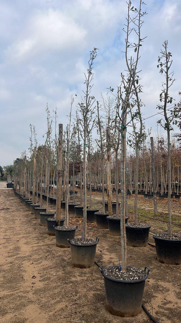 LAGUNARIA PATERSONII