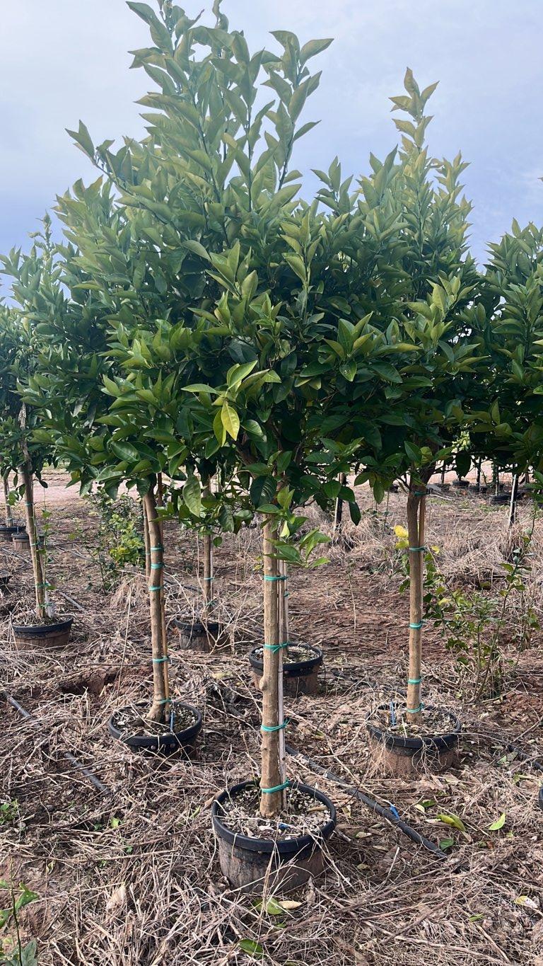 CITRUS SINENSIS TAROCCO