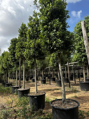 LAURUS NOBILIS