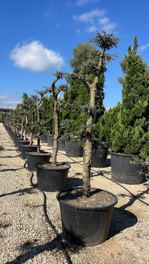 OLEA EUROPEA URANO