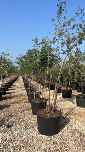 QUERCUS S. SUBER