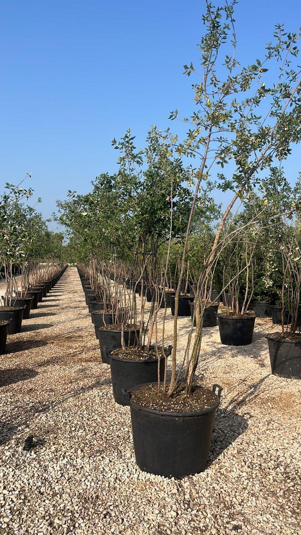 QUERCUS S. SUBER