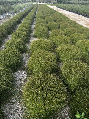MUEHLENBECKIA COMPLEXA