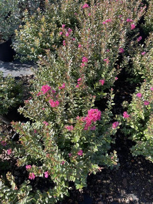 LAGERSTROEMIA INDICA POKOMOKE