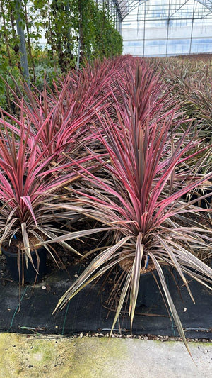 CORDYLINE SOUTHERN SPLENDOUR