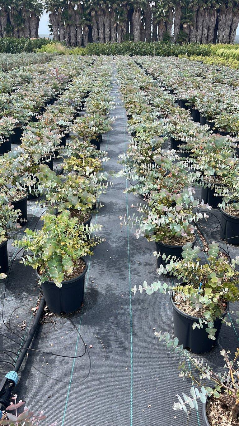 EUCALYPTUS CINEREA SILVERDOLLAR