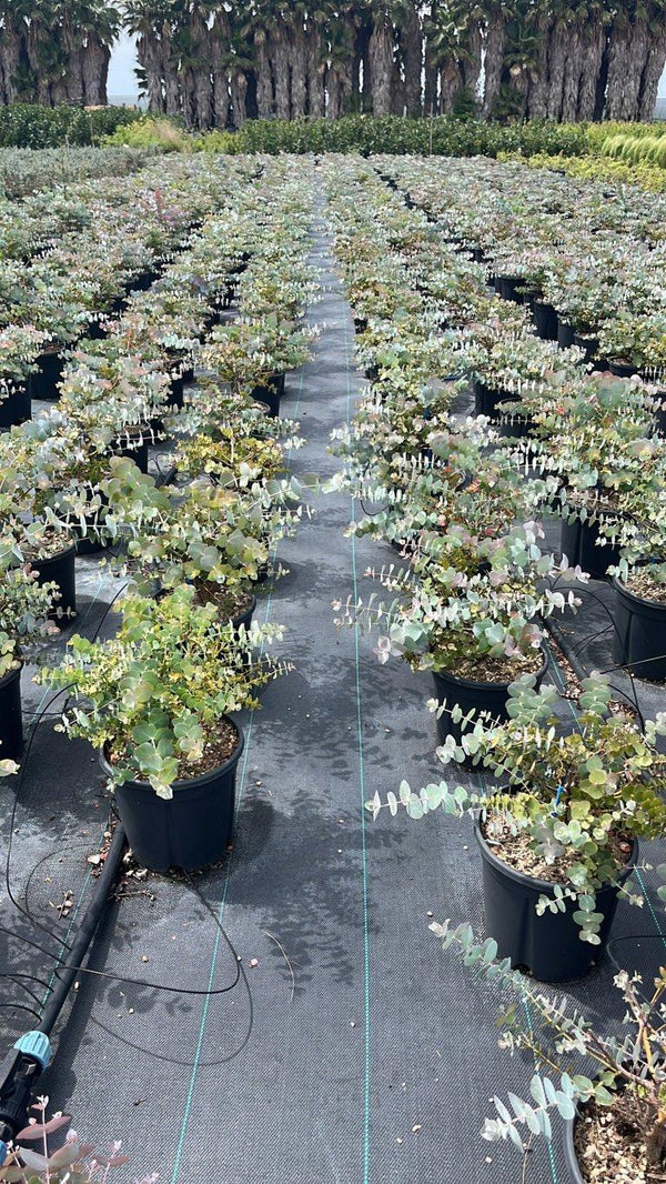 EUCALYPTUS CINEREA SILVERDOLLAR