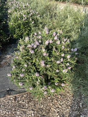 BUDDLEJA DAVIDII BLUE SARAH
