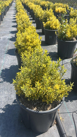 EUONYMUS JAPONICUS AUREA MICRO.