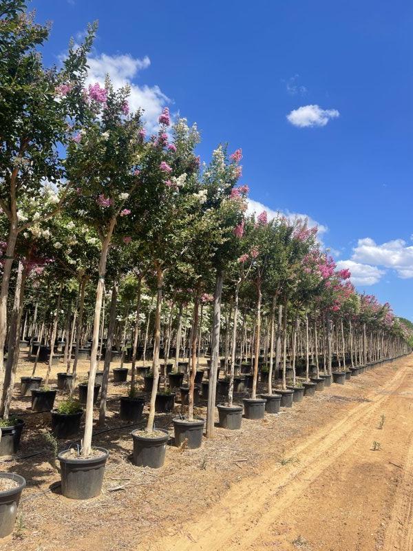 LAGERSTROEMIA INDICA