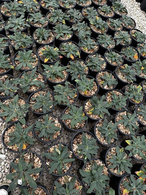 LIMONIUM DAZZLE ROCKS