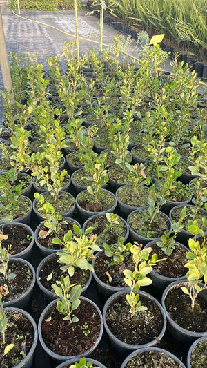 GRISELINIA LITTORALIS GREEN HORIZON
