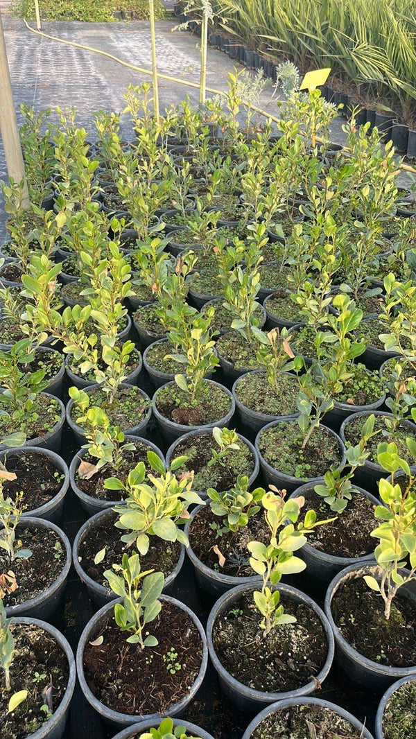 GRISELINIA LITTORALIS GREEN HORIZON