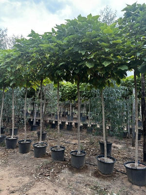 CATALPA BUNGEII