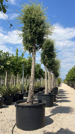 QUERCUS S. SUBER