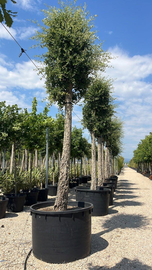 QUERCUS S. SUBER