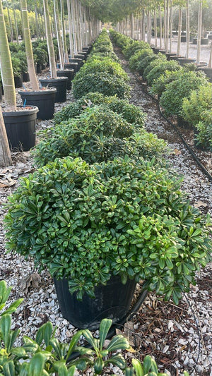 PITTOSPORUM TOBIRA NANO