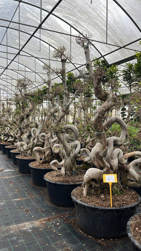 FICUS S. MICROCARPA