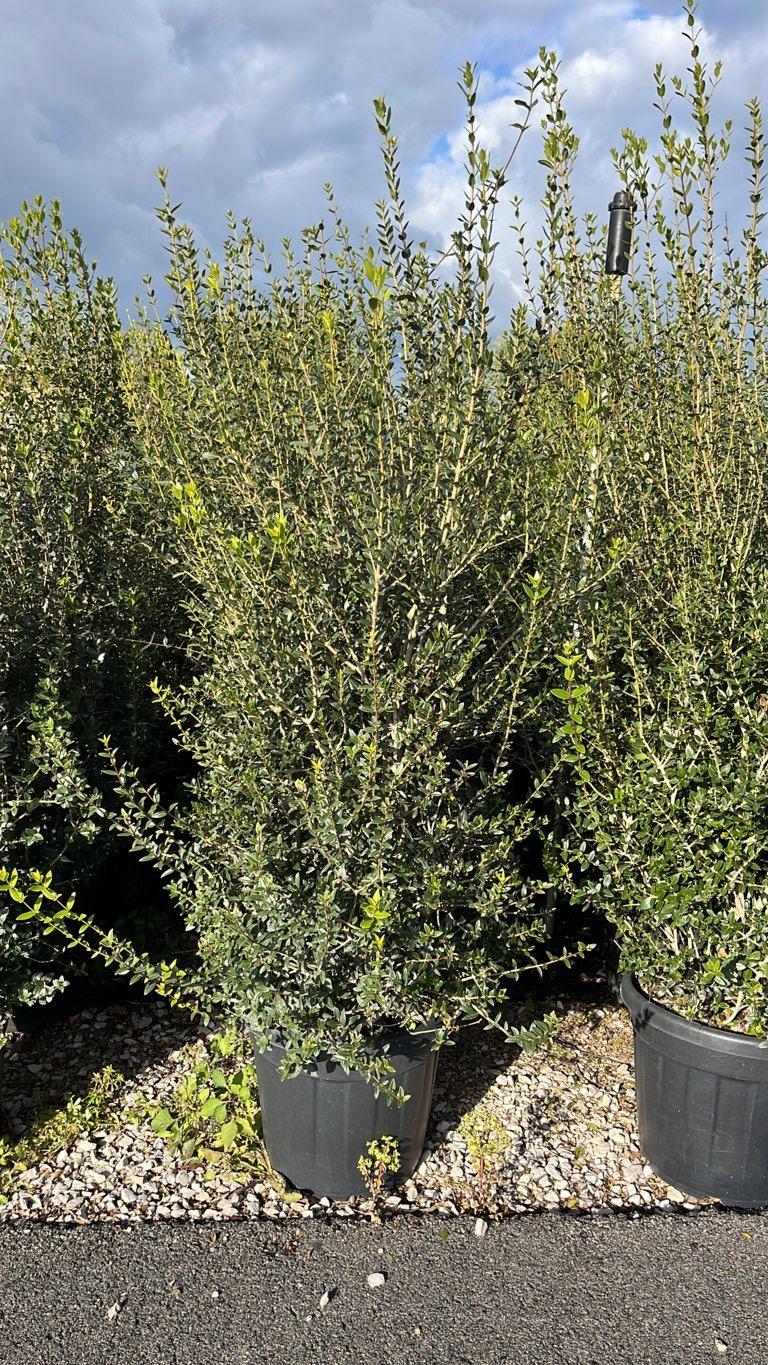 PHYLLIREA LATIFOLIA