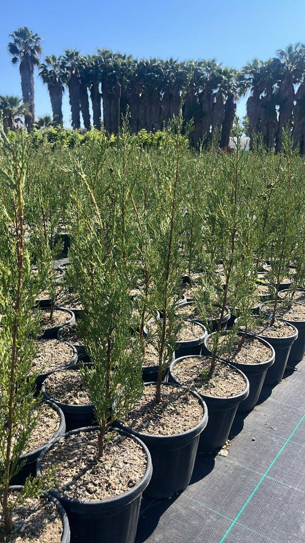 CUPRESSUS SEMPERVIRENS PYRAMIDALIS