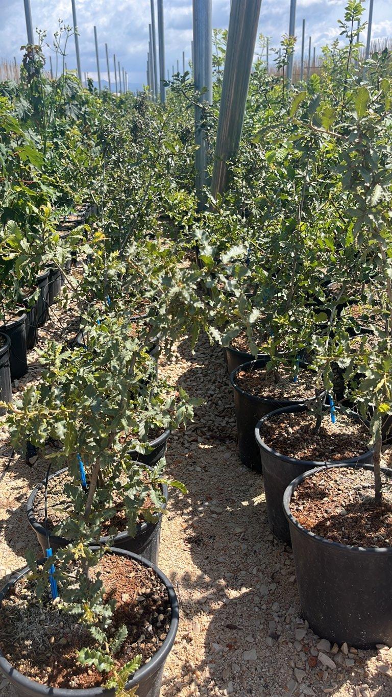QUERCUS F.C TROJANA