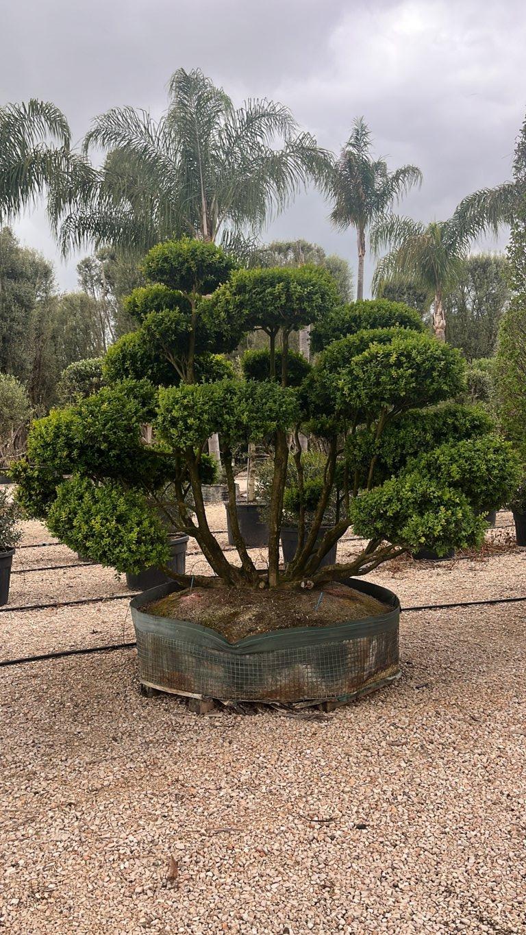 BUXUS MICROPHYLLA