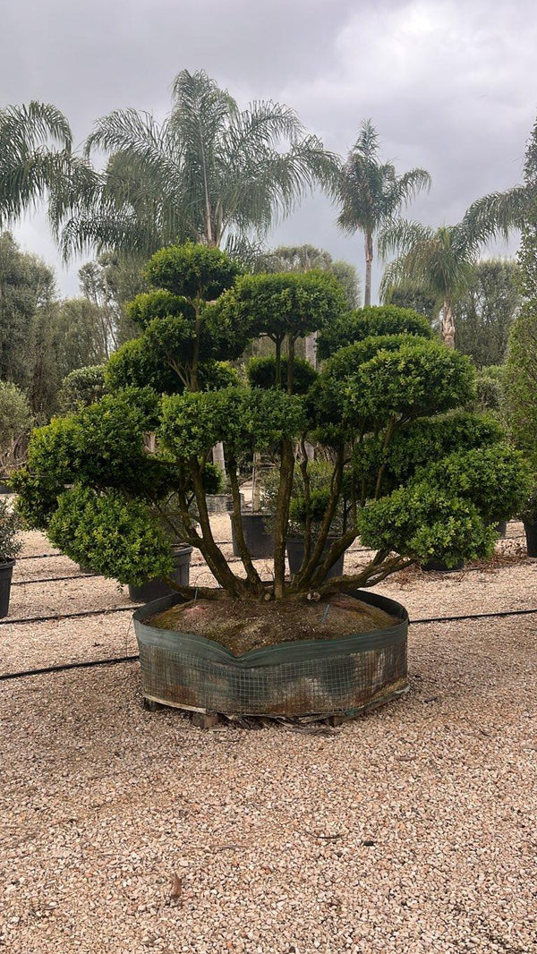 BUXUS MICROPHYLLA