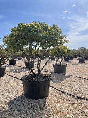 ARBUTUS UNEDO