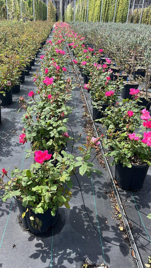 ROSA PINK  KNOCK OUT