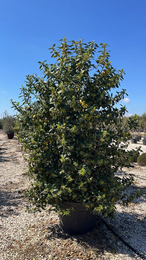 ILEX AQUIFOLIUM NELLIE R. STEVENS
