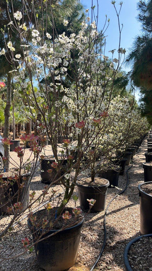 CORNUS FLORIDA