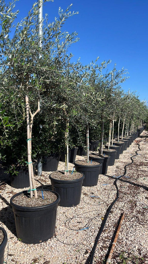 OLEA EUROPEA PENDOLINO