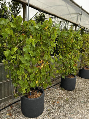 VITIS VINIFERA