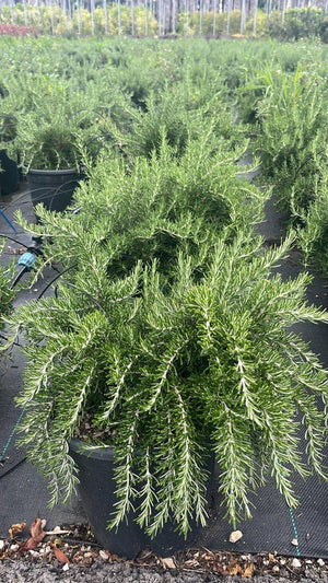 ROSMARINUS OFFICINALIS PROSTRATUS