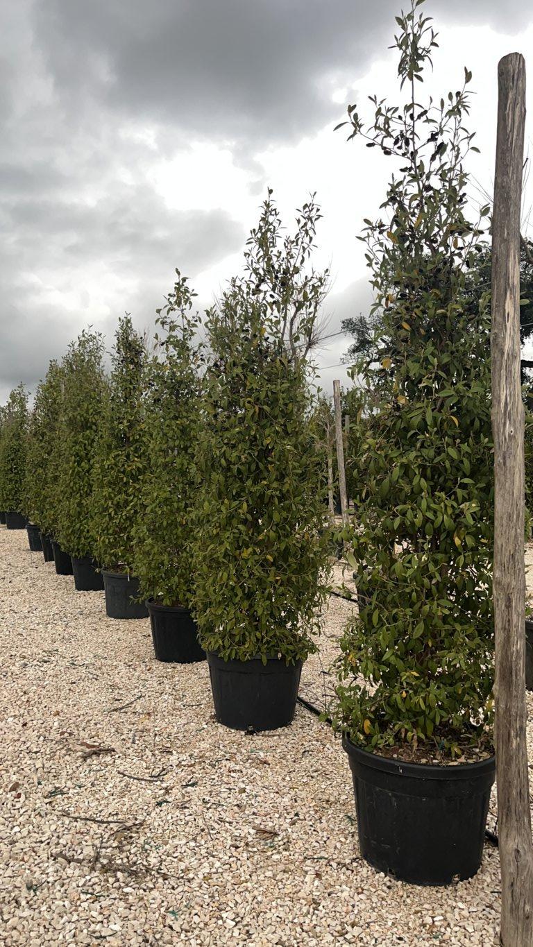 LAGUNARIA PATERSONII