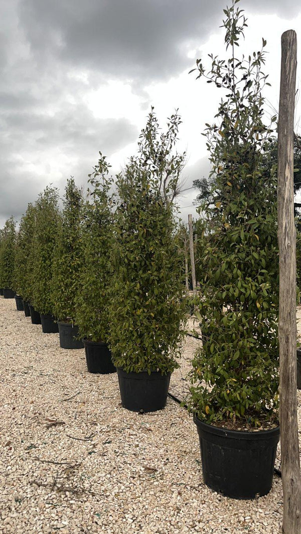 LAGUNARIA PATERSONII