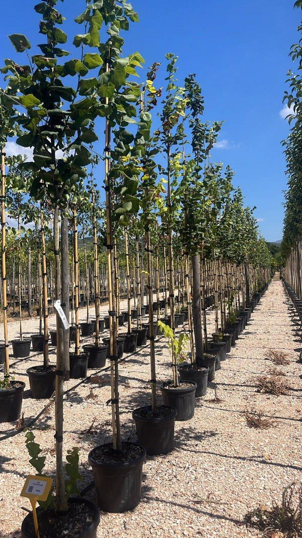 TILIA PLATYPHYLLOS
