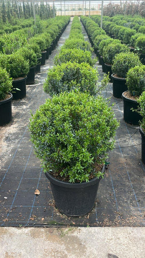 MYRTUS COMMUNIS MICROPHYLLA