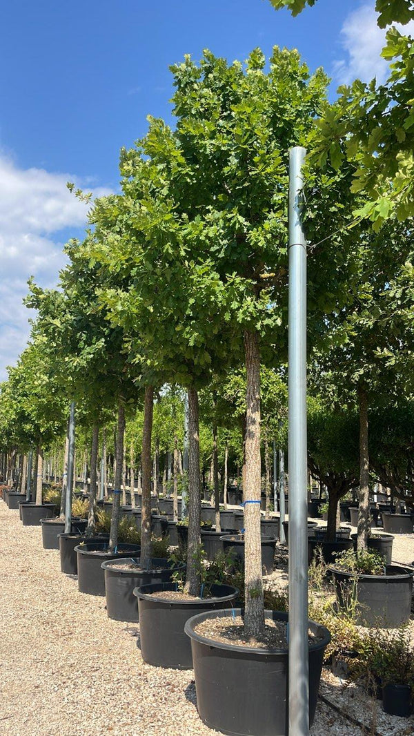 QUERCUS F.C PUBESCENS