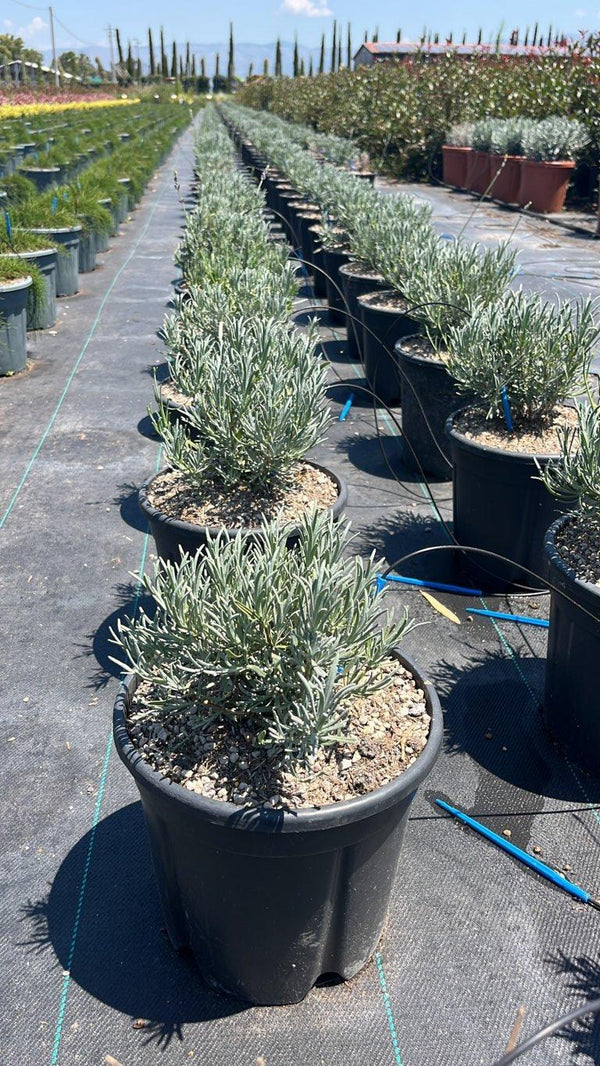 LAVANDULA INTERMEDIA PHENOMENAL