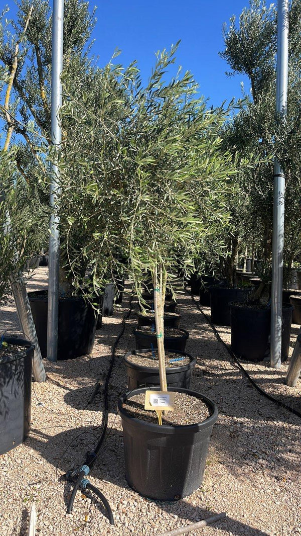 OLEA EUROPEA MAURINO