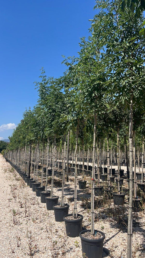 FRAXINUS ORNUS