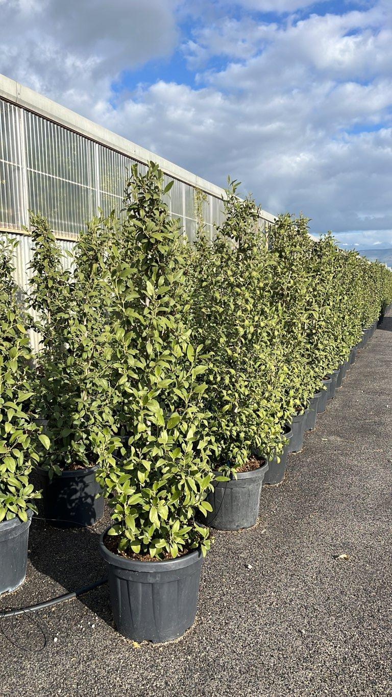 LAGUNARIA PATERSONII