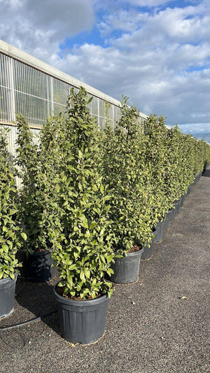 LAGUNARIA PATERSONII