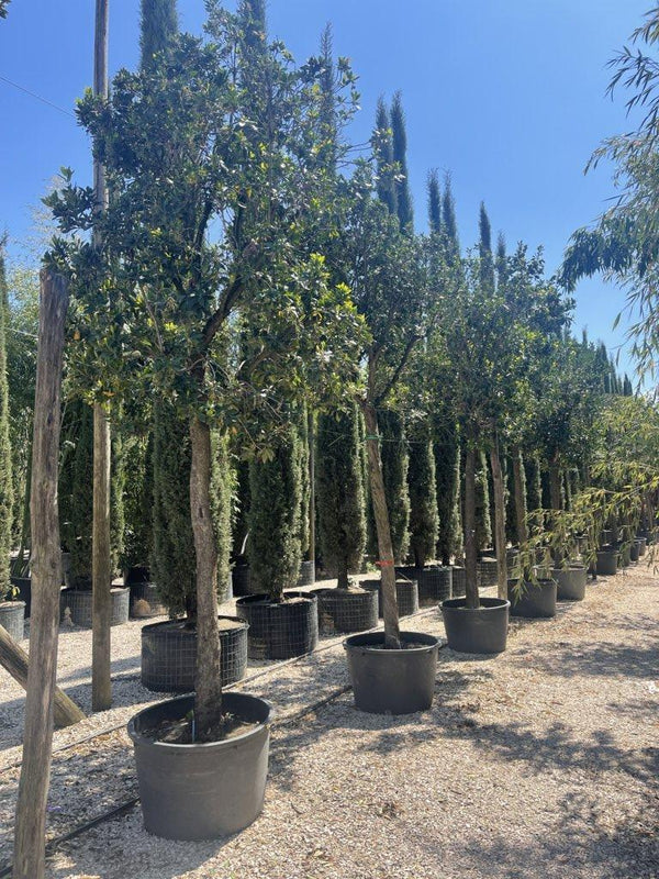 ARBUTUS UNEDO