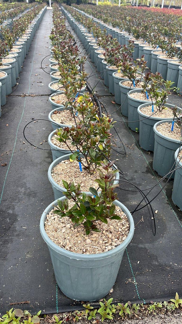ILEX X MESERVEAE HECKENBLAU