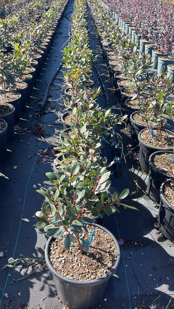 ARBUTUS UNEDO