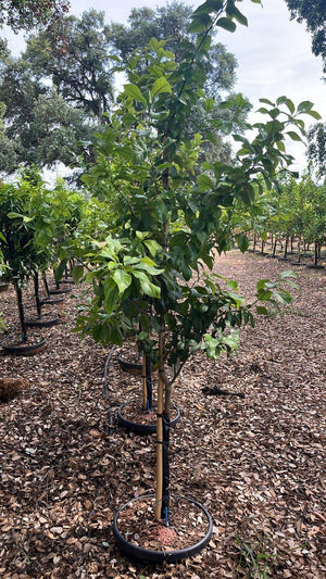 CITRUS LIMON QUATTRO STAGIONI